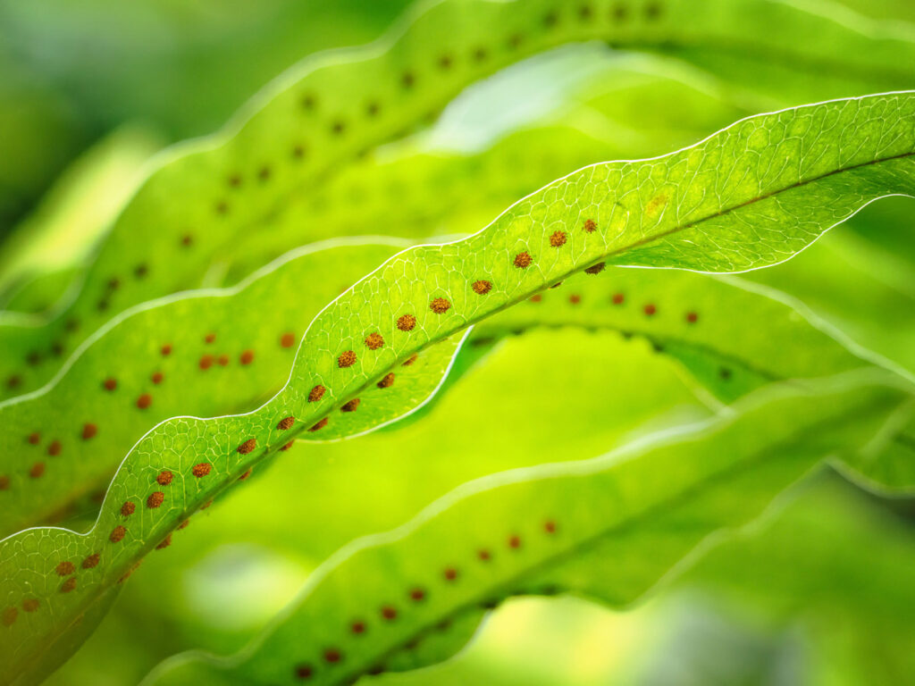 Fern Sori