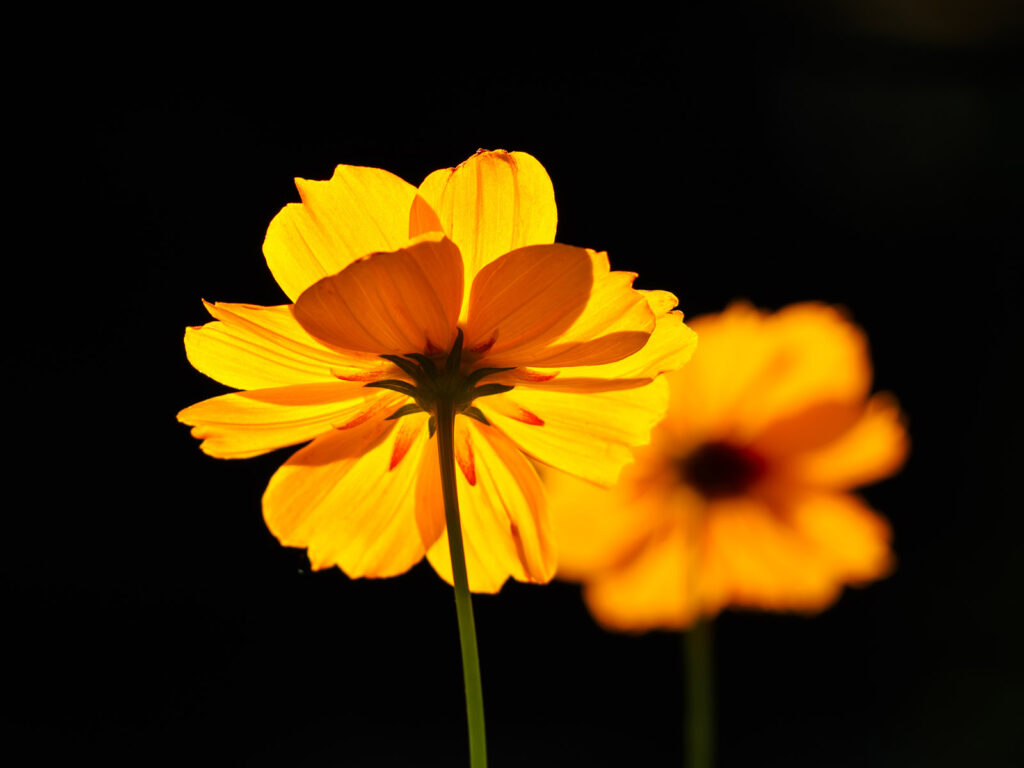 Glowing flowers