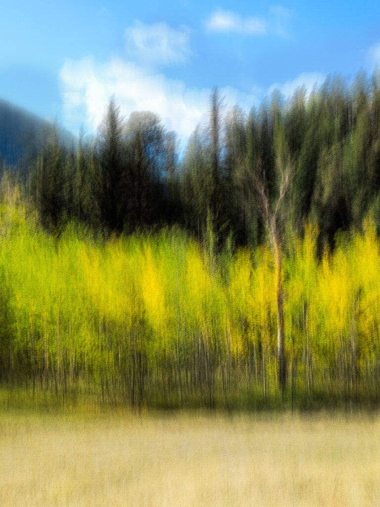 Dead Tree and Aspen