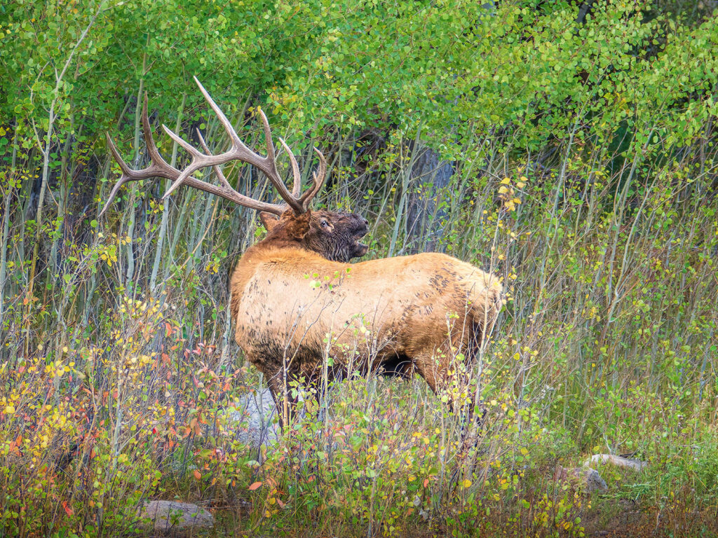 Muddy Bull Elk