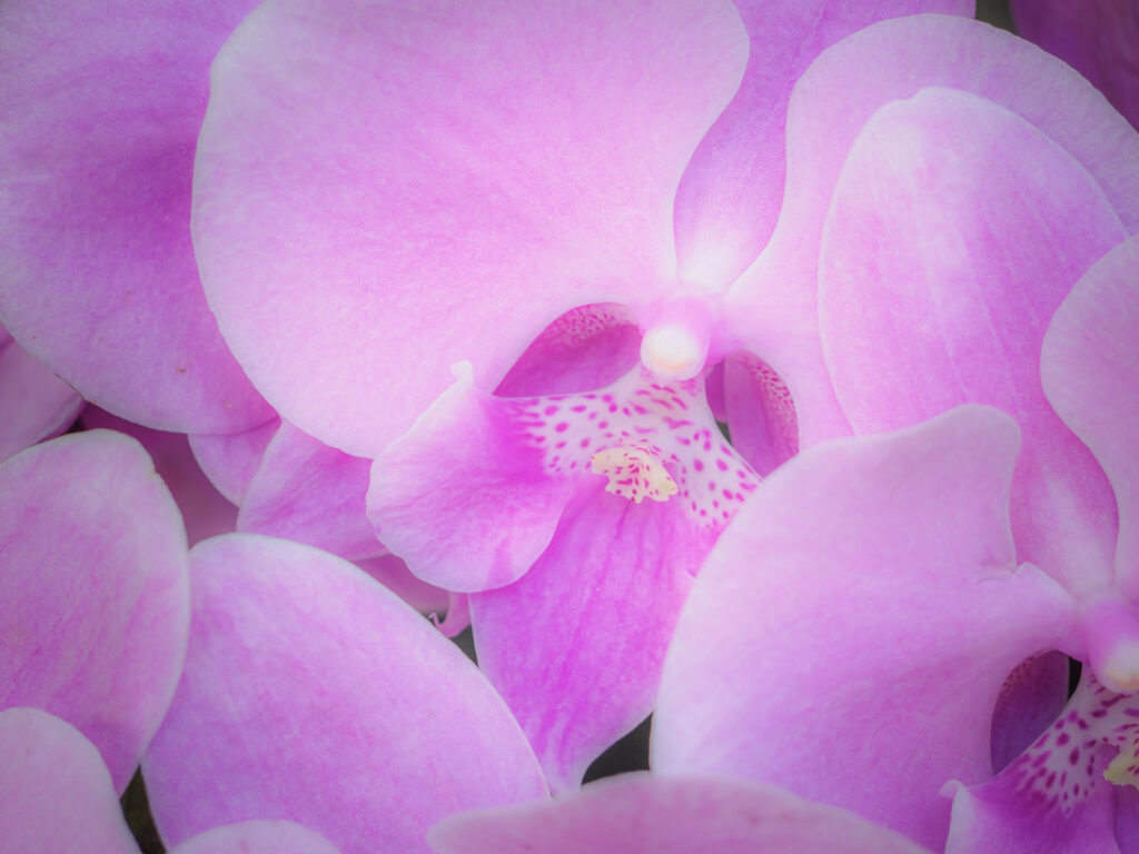Pink Flowers