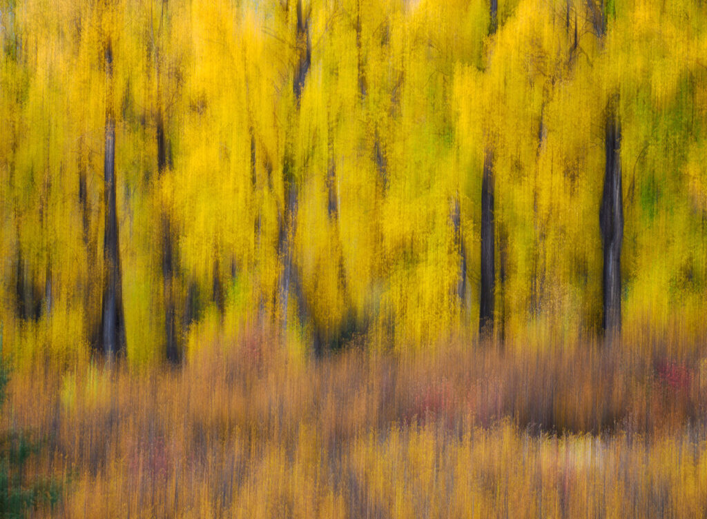 Golden aspen glow