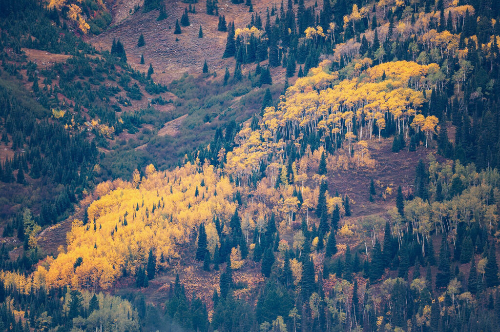 Band of Aspens