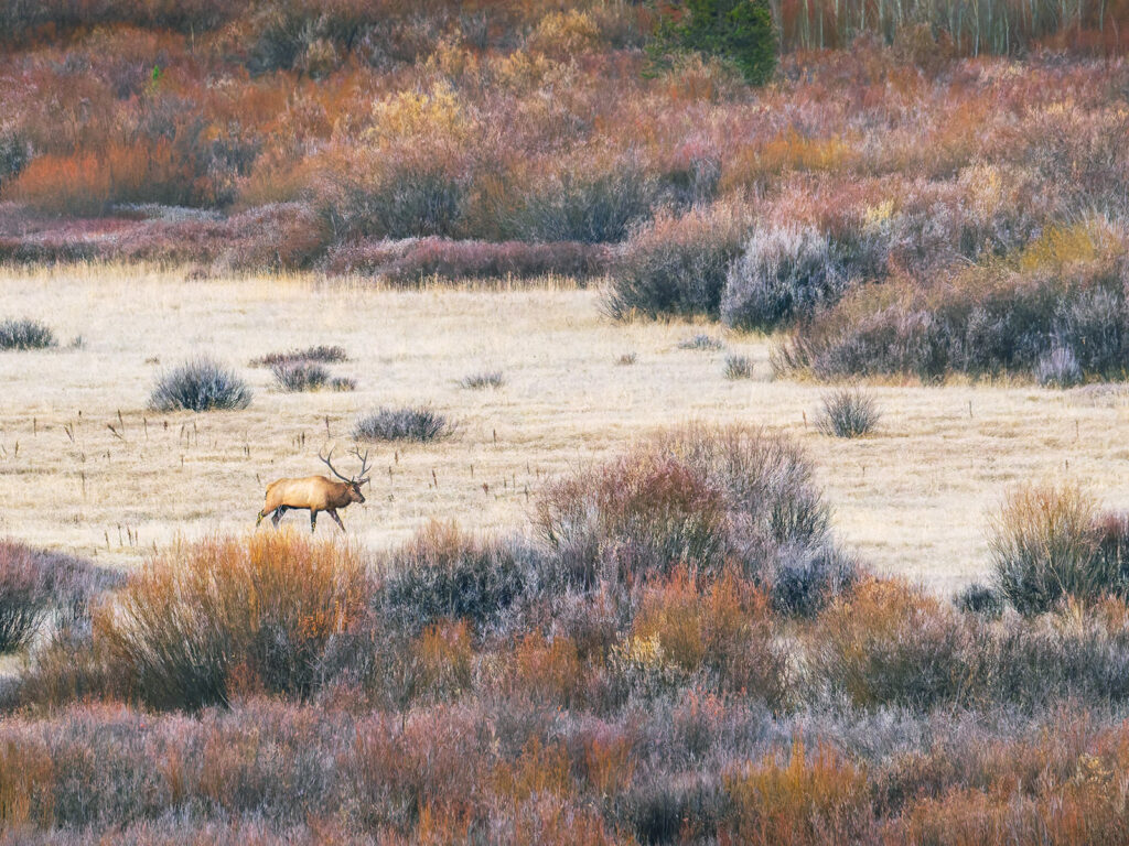 Bull Elk