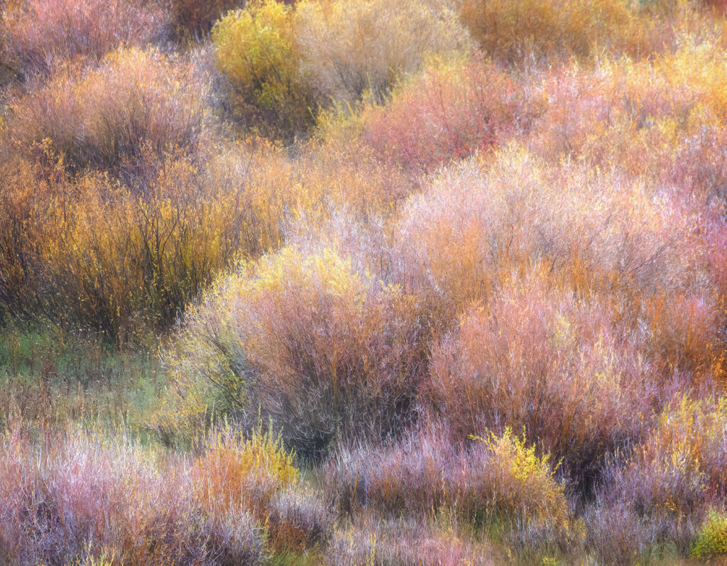 Frothy Fall Colors