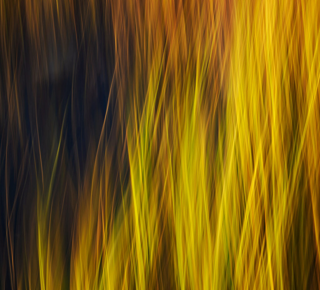 Yellow Grass
