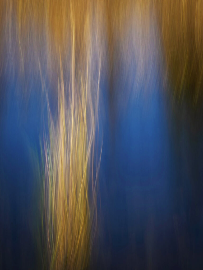 Golden Grass