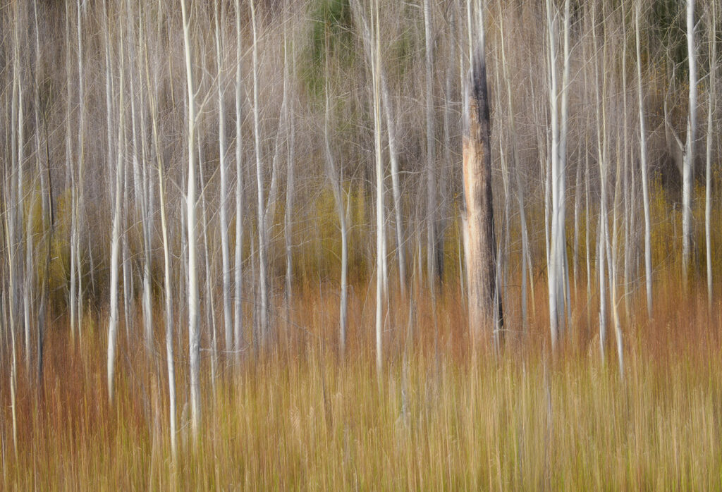 Aspens and Snag