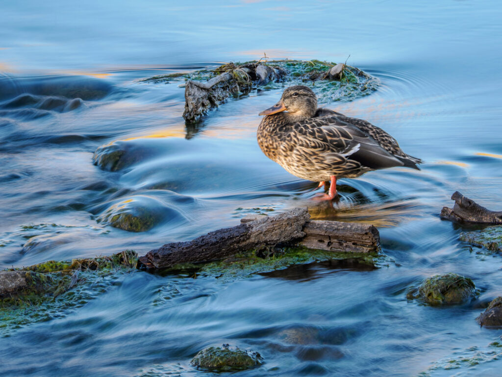 Mallard Hen