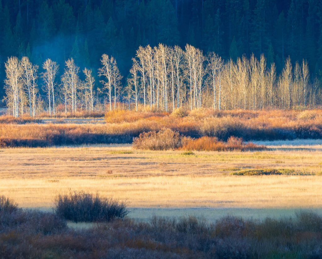 Morning Aspens
