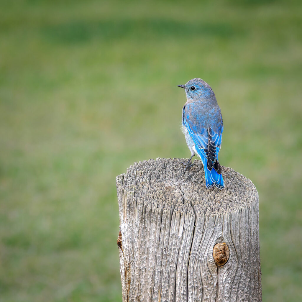 Mountain Bluebird