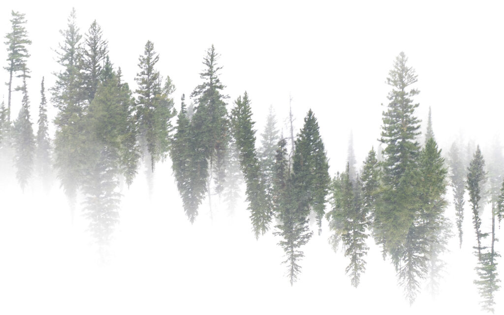 Trees in Fog